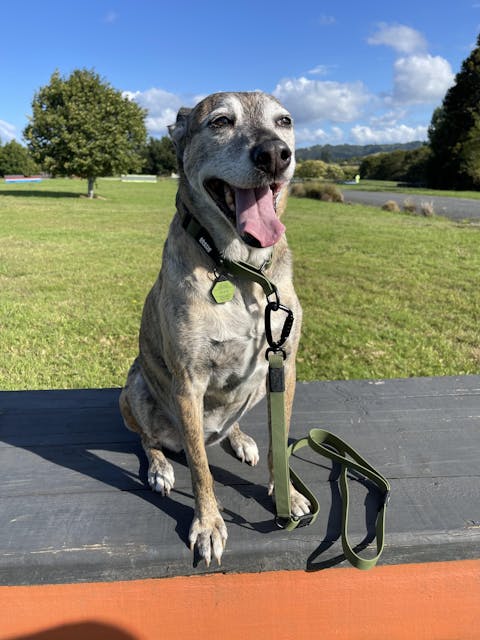 Olive Terraflow Traffic Handle Leash