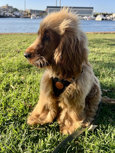 Arctic Sammy Adventure Dog Harness - Black