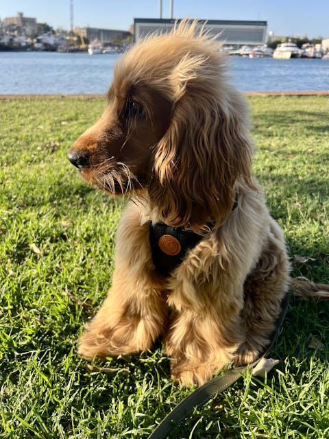 Arctic Sammy Adventure Dog Harness - Black