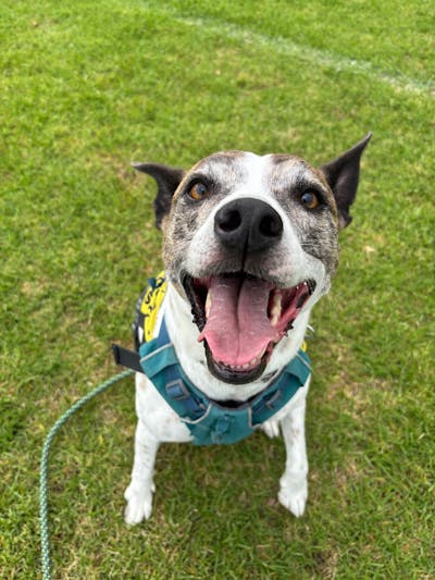 Craigieburn Trail Runner Handsfree Dog Leash