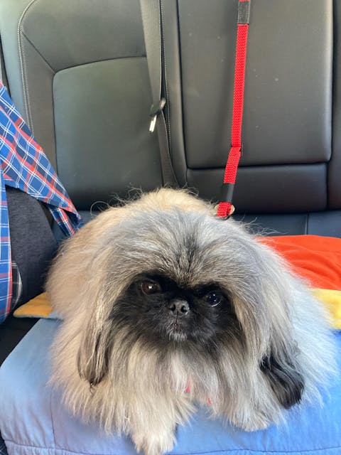 3-in-1 Dog Car Tether Ohau