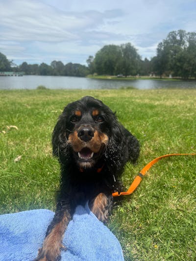 Orange Terraflow Long Line Dog Leash