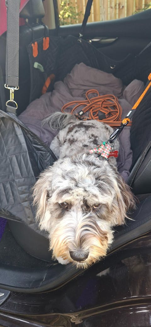 3-in-1 Dog Car Tether Hawea