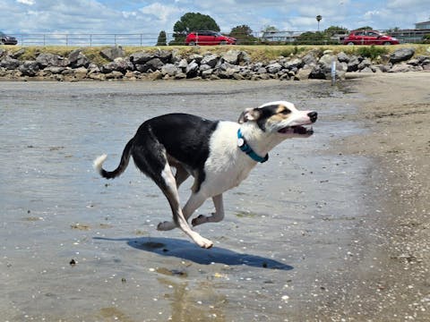 Teal Terraflow Waterproof Dog Collar