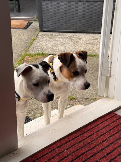 Mustard Yellow Terraflow Waterproof Dog Collar