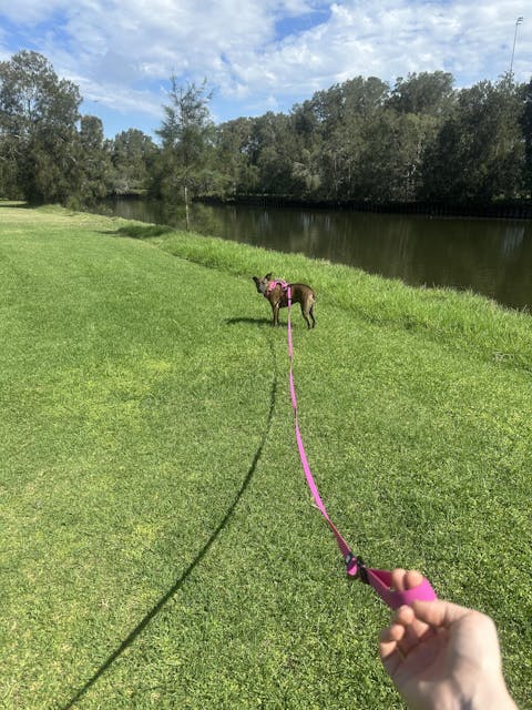Pink Terraflow Long Line Dog Leash