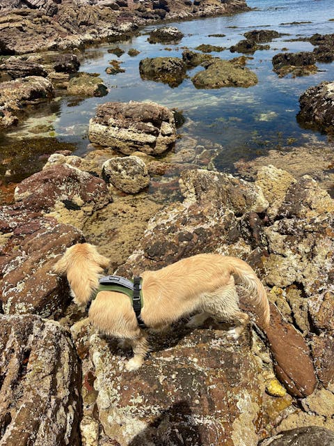 Arctic Sammy Adventure Dog Harness - Olive