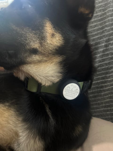 Slide-On Dog ID Tag - Shaun