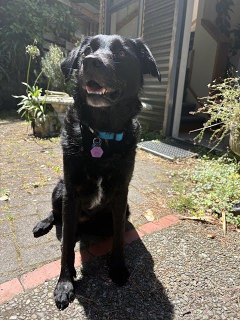 Teal Terraflow Waterproof Dog Collar