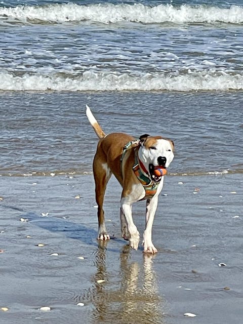 Orange Terraflow Waterproof Dog Collar