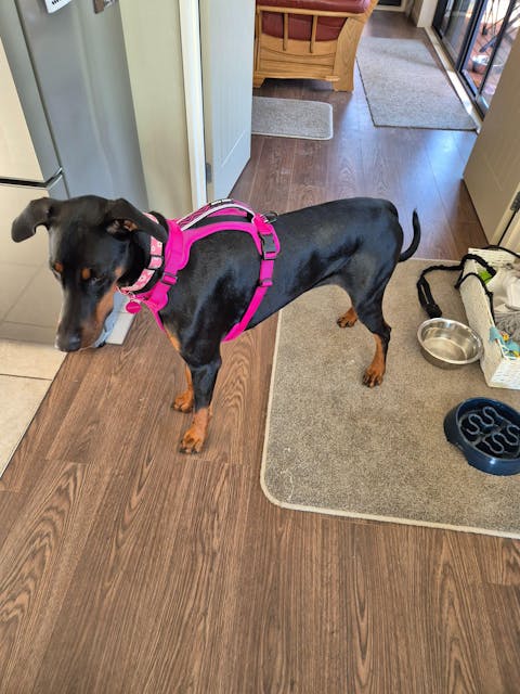 Arctic Sammy Adventure Dog Harness - Pink