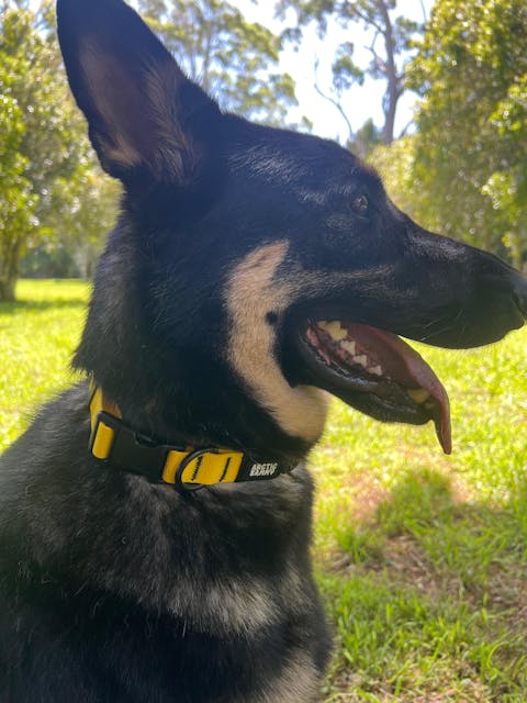 Mustard Yellow Terraflow Waterproof Dog Collar