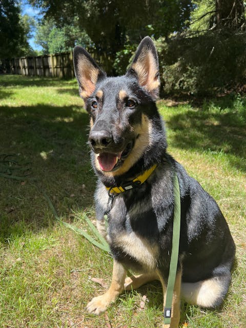 Olive Terraflow Long Line Dog Leash