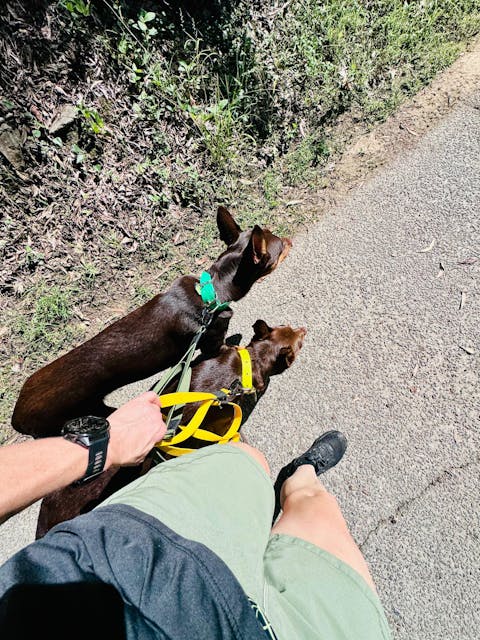 Mustard Yellow Terraflow Traffic Handle Leash