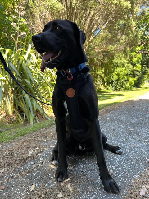 Arctic Sammy Adventure Dog Harness - Black