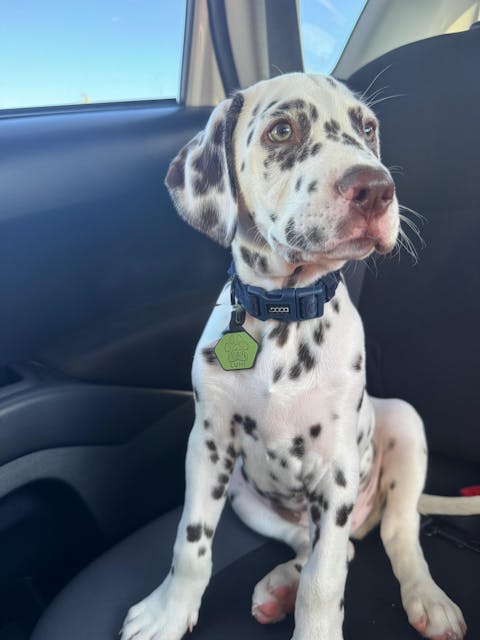 QR Code Dog ID Tag - Frankie