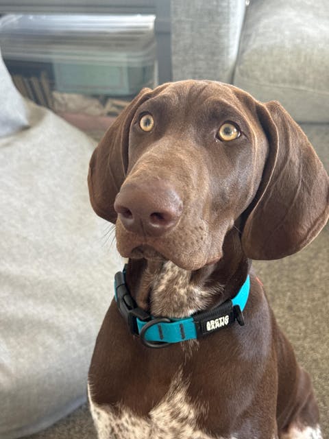 Teal Terraflow Waterproof Dog Collar