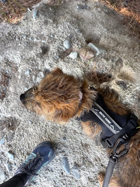 Slide-On Dog ID Tag - Millie