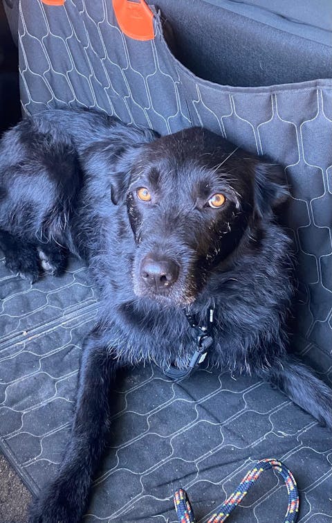 Black Train and Recall Long Line Dog Leash - Handle