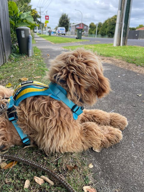 Arctic Sammy Adventure Dog Harness - Teal