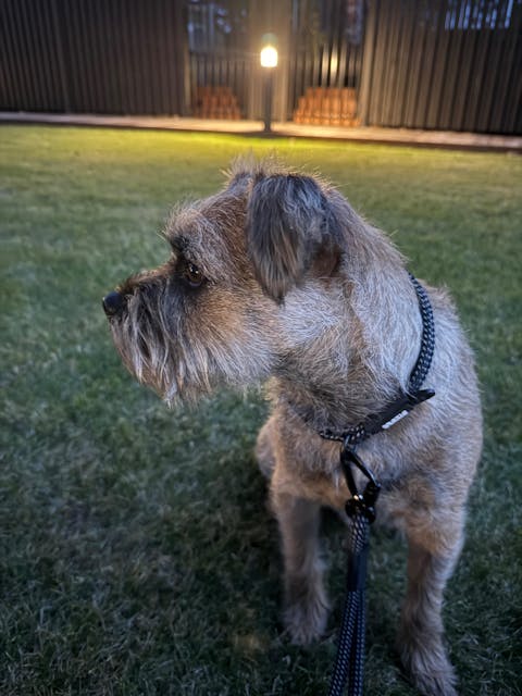 Mackenzie Dog Collar