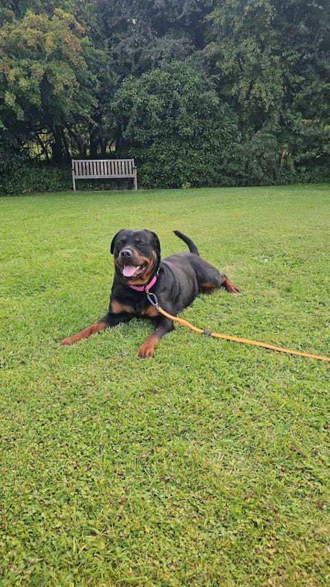 Orange Terraflow Long Line Dog Leash