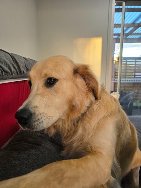 Craigieburn Dog Collar