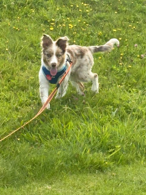 Orange Train and Recall Long Line Dog Leash