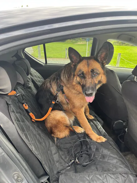 3-in-1 Dog Car Tether Hawea