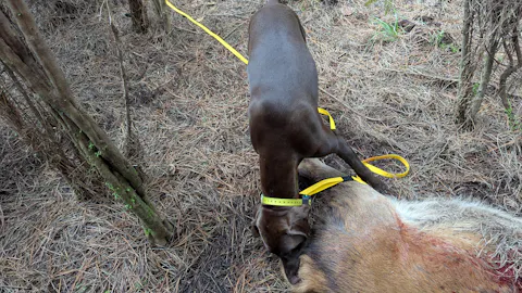 Mustard Yellow Terraflow Long Line Dog Leash