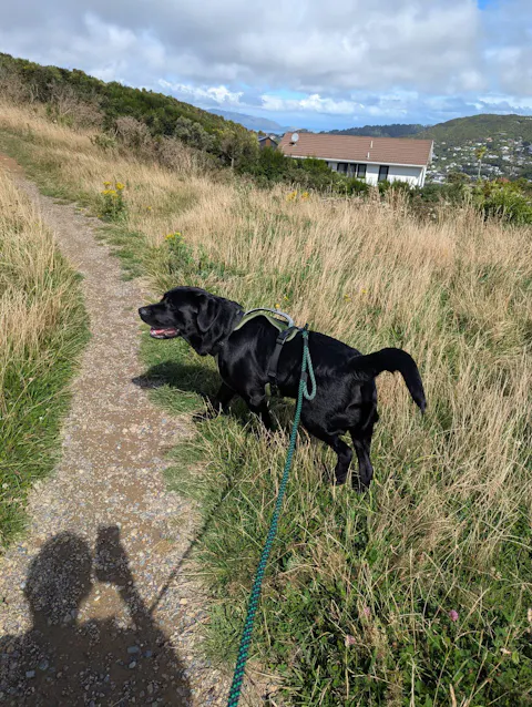 Craigieburn Trail Runner Handsfree Dog Leash