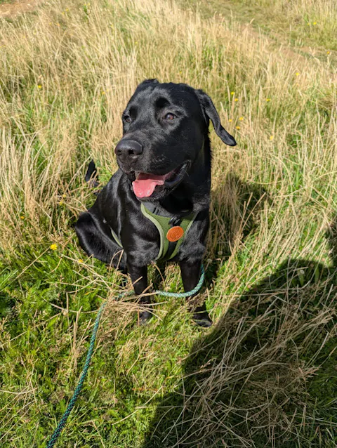 Arctic Sammy Adventure Dog Harness - Olive