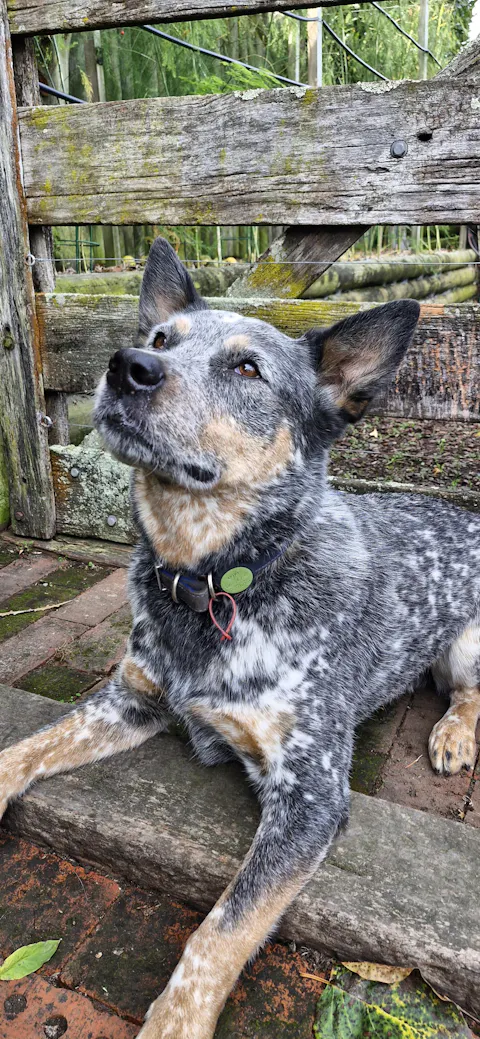 Slide-On Dog ID Tag - Max