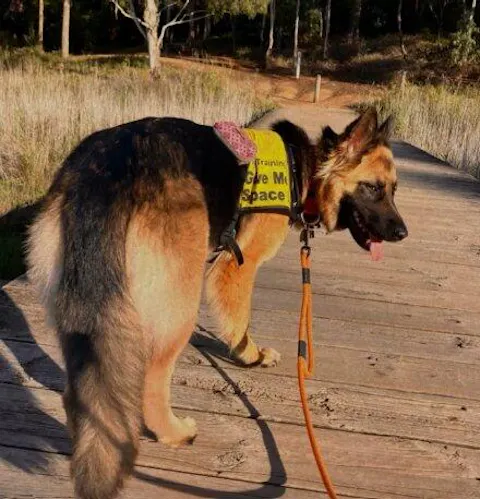 Hawea Rope Dog Leash with Traffic Handle