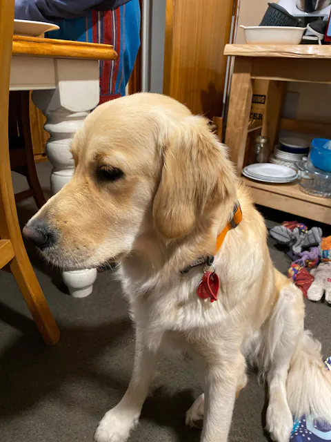 Orange Terraflow Waterproof Dog Collar