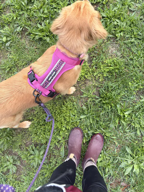 Arctic Sammy Adventure Dog Harness - Pink