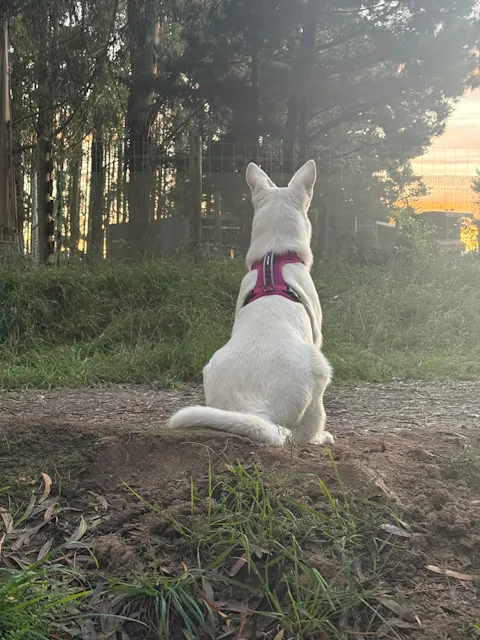 Arctic Sammy Adventure Dog Harness - Pink