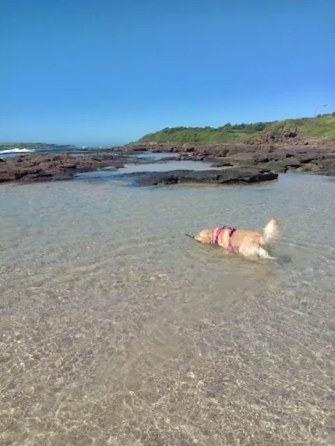 Arctic Sammy Adventure Dog Harness - Pink