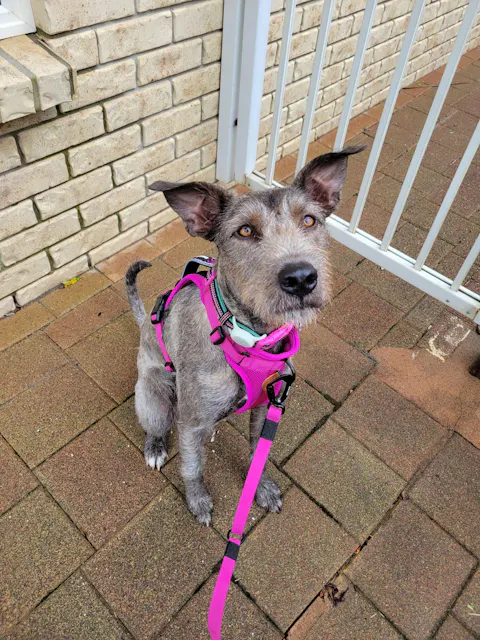 Arctic Sammy Adventure Dog Harness - Pink