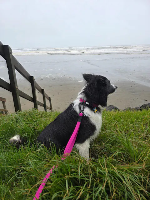 Pink Terraflow Waterproof Dog Collar