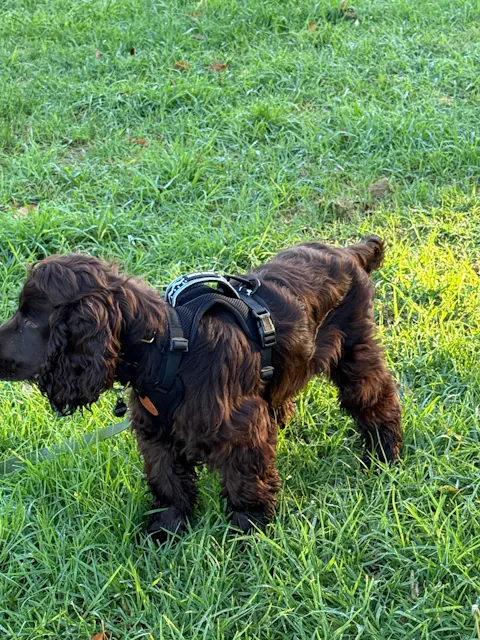 Arctic Sammy Adventure Dog Harness - Black