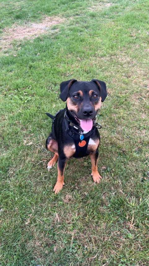 Arctic Sammy Adventure Dog Harness - Black