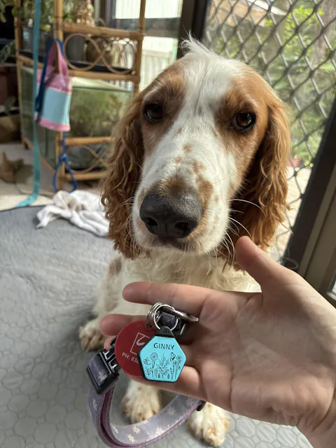 Dog ID Tag - Stella
