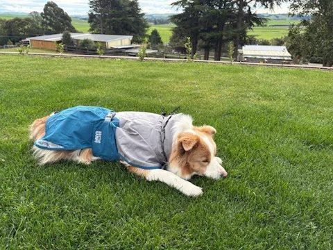 Dog Raincoat Milford