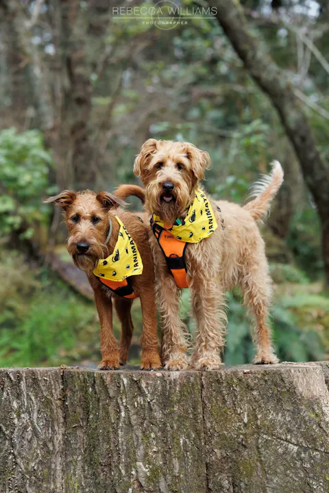 Hawea Double Dog Leash Splitter