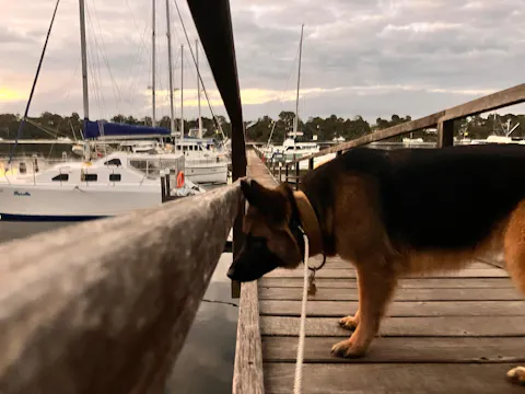 Aoraki Dog Slip Leash