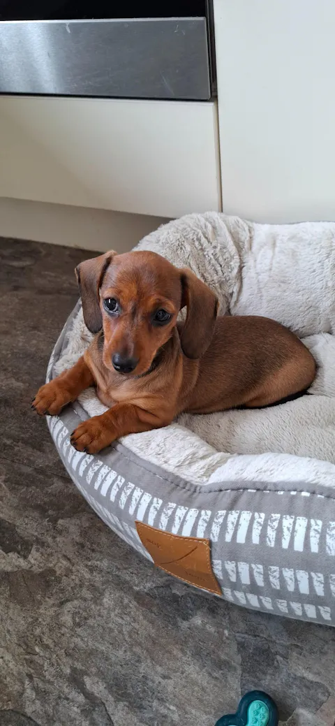 Mackenzie Rope Dog Leash with Traffic Handle