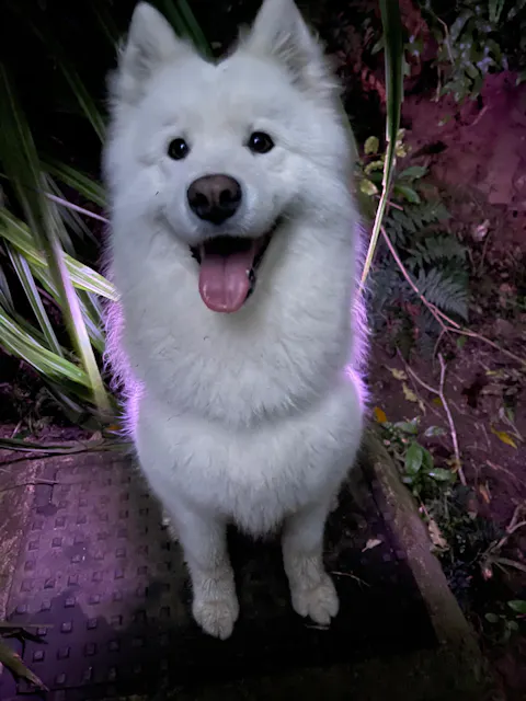 LED Dog Collar Light