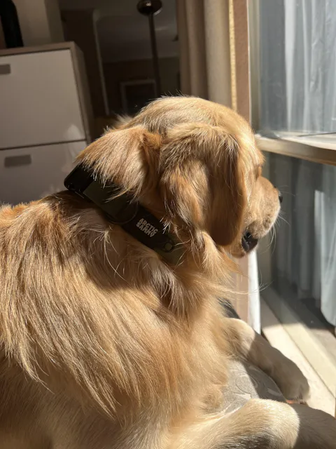 Olive Terraflow Waterproof Dog Collar