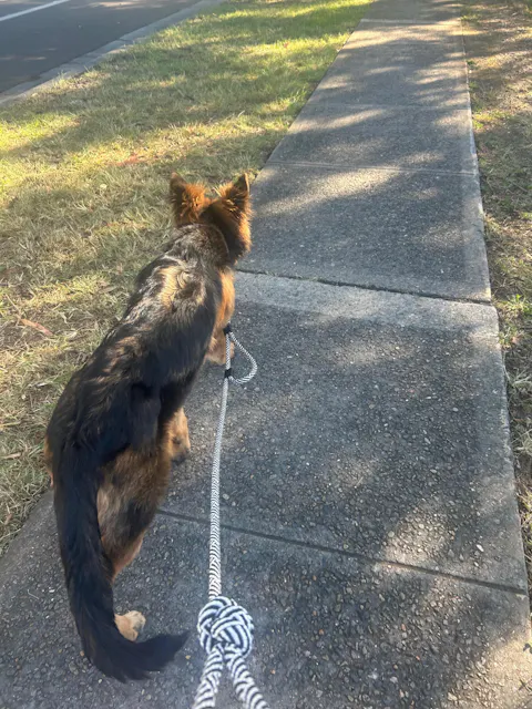 Aoraki Rope Dog Leash with Traffic Handle